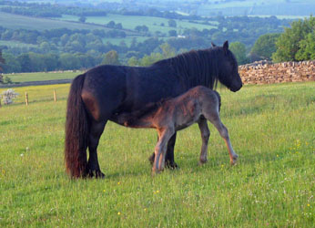Fell pony Foal Rackwood Victor
